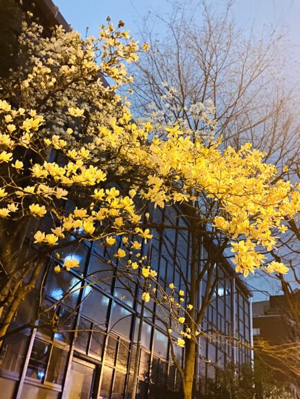 夜に美しく咲く沈丁花